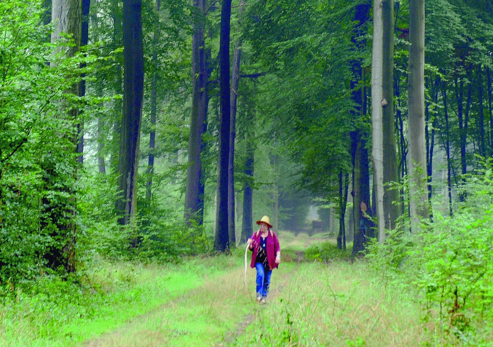 Wanderer im Wald in der Dübener Heide