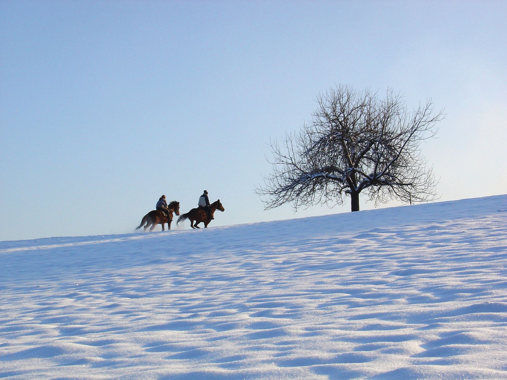 Reiter in der winterlichen Altmark